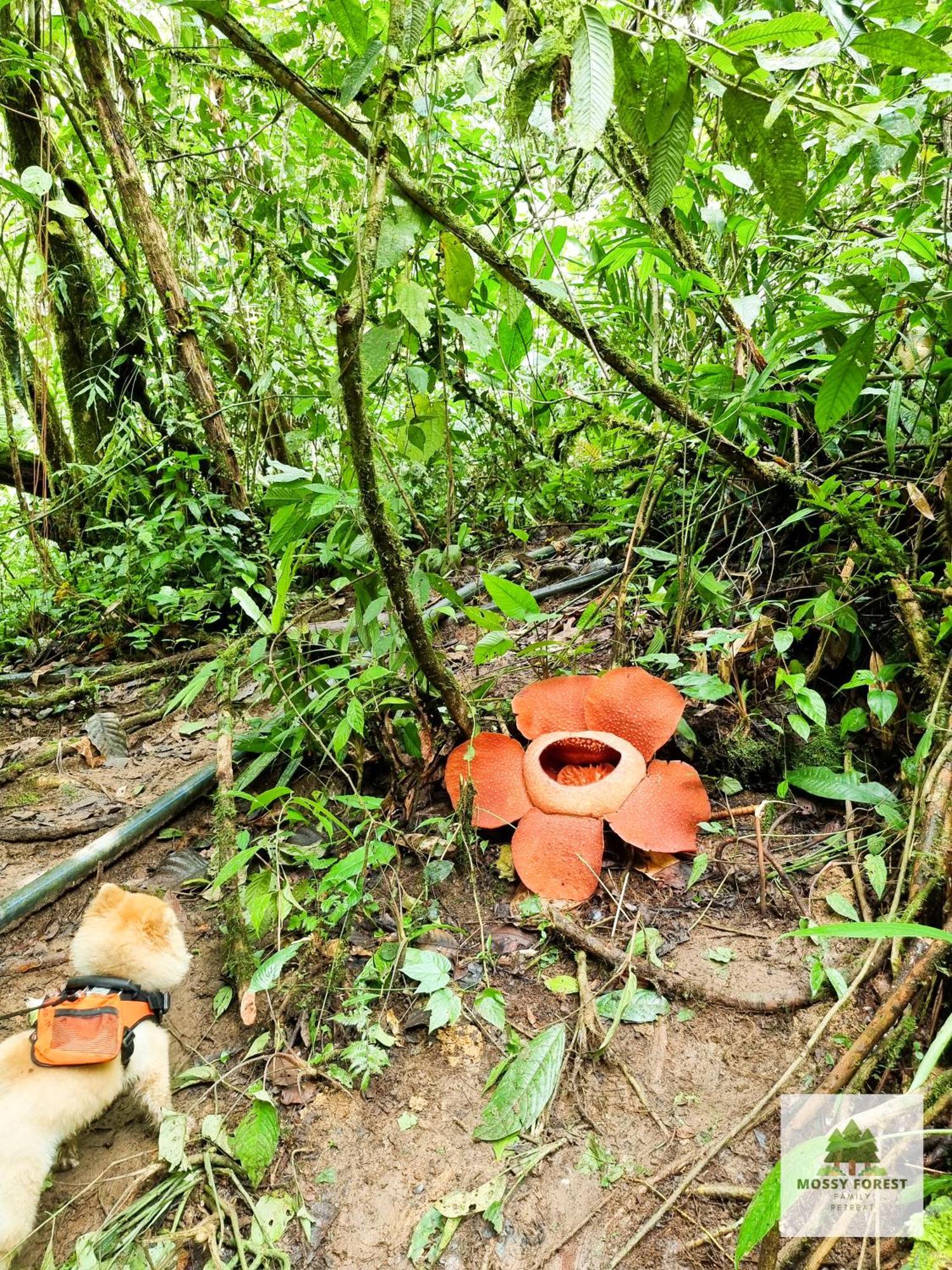 Mossy Forest Family Retreat Ii, 2-8 Pax, Cameron Highlands Exterior foto